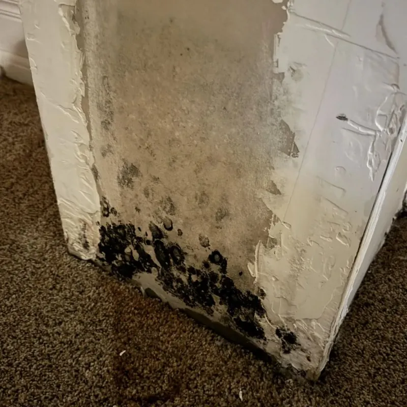 Professional Mold Removal in Ivins, UT